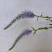 Perene: Veronica spicata, slika1