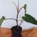 Sadnice - sobne biljke: Filadendron - philodendron red emerald, slika3