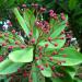 Sadnice - sobne biljke: FIKUS Synadenium grantii , slika2