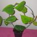 Sadnice - sobne biljke: FILADENDRON -Philodendron hederaceum HEART-LEAF, slika2