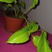 Sadnice - sobne biljke: Epipremnum aureum (Neon Pothos), slika2
