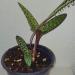 Sadnice - sobne biljke: Tigrasti ljiljan - ledebouria socialis, slika1