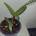 Sadnice - sobne biljke: Tigrasti ljiljan - ledebouria socialis, slika2