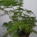 Sadnice - sobne biljke: ASPARAGUS plumosus, slika4