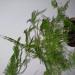 Sadnice - sobne biljke: ASPARAGUS plumosus, slika1