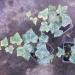 Sadnice - puzavice: Brsljan - Hedera helix Luzii - sarenolisni, slika1