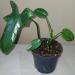 Sadnice - sobne biljke: Filadendron - philodendron bipennifolium, slika1