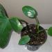 Sadnice - sobne biljke: Filadendron - philodendron bipennifolium, slika2