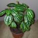 Sadnice - sobne biljke: Pilea cadierei, slika1