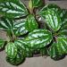 Sadnice - sobne biljke: Pilea cadierei, slika2