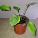 Perene: Hosta golden tiara , slika2