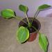 Perene: Hosta golden tiara , slika1