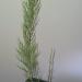 Sadnice - drveće: Tamariks - tamarix parviflora, slika3