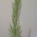 Sadnice - drveće: Tamariks - tamarix parviflora, slika2