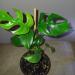 Sadnice - sobne biljke: Monstera minima - rhaphidophora tetrasperma, slika1