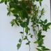 Sadnice - sobne biljke: TRADESCANTIA fluminensis , slika1