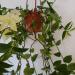Sadnice - sobne biljke: TRADESCANTIA fluminensis , slika2