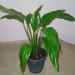 Sadnice - sobne biljke: Spatifilum - Spathiphyllum, slika2