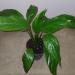 Sadnice - sobne biljke: Spatifilum - Spathiphyllum, slika1