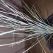 Trave: FESTUCA GLAUCA - plava trava, slika1