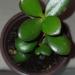 Sadnice - sobne biljke: Krasula -Crassula ovata - drvo novca, slika1