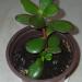 Sadnice - sobne biljke: Krasula -Crassula ovata - drvo novca, slika1