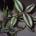Sadnice - sobne biljke: Tradescantia zebrina, slika1