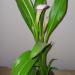 Sadnice - sobne biljke: Kala Calla lily, slika2