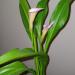 Sadnice - sobne biljke: Kala Calla lily, slika1