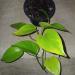 Sadnice - sobne biljke: Epipremnum aureum (Neon Pothos), slika1