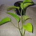 Sadnice - sobne biljke: Epipremnum aureum (Neon Pothos), slika2