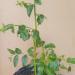 Sadnice - voće: ŽIŽULA- Jujuba-kineska urma- 30 cm, slika2