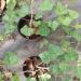 Sadnice - puzavice: Brsljan - hedera helix, slika1