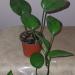 Sadnice - sobne biljke: Epipremnum jade photos, slika2