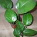 Sadnice - sobne biljke: Epipremnum jade photos, slika3