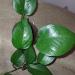 Sadnice - sobne biljke: Epipremnum jade photos, slika1