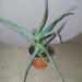 Sadnice - sobne biljke: Aloja - Aloe arborescens, slika1
