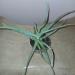 Sadnice - sobne biljke: Aloja - Aloe arborescens, slika2