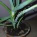 Sadnice - sobne biljke: Aloja - Aloe arborescens, slika3