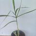 Trave: Arundo donax variegata, slika3