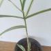 Trave: Arundo donax variegata, slika2