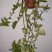 Sadnice - sobne biljke: TRADESCANTIA fluminensis , slika1