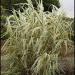Trave: Arundo donax variegata, slika1