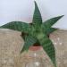 Sadnice - sobne biljke: Aloja - Aloe maculata, slika1