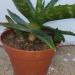 Sadnice - sobne biljke: Aloja - Aloe maculata, slika2