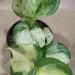 Sadnice - sobne biljke: Epipremnum manjula pothos, slika1