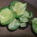 Sadnice - sobne biljke: Epipremnum manjula pothos, slika2
