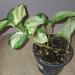 Sadnice - sobne biljke: Epipremnum manjula pothos, slika3