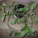 Sadnice - sobne biljke: TRADESCANTIA sanna - lozica, slika1