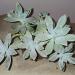 Perene: Kameni cvet - Graptopetalum paraguayense, slika1